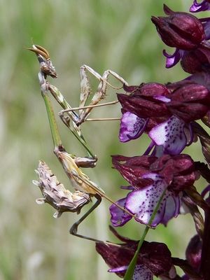 empusa-pennata.jpg