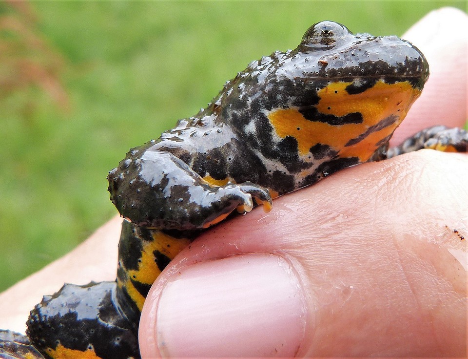 Salamandre noire (Salamandra atra) - Monde Animal